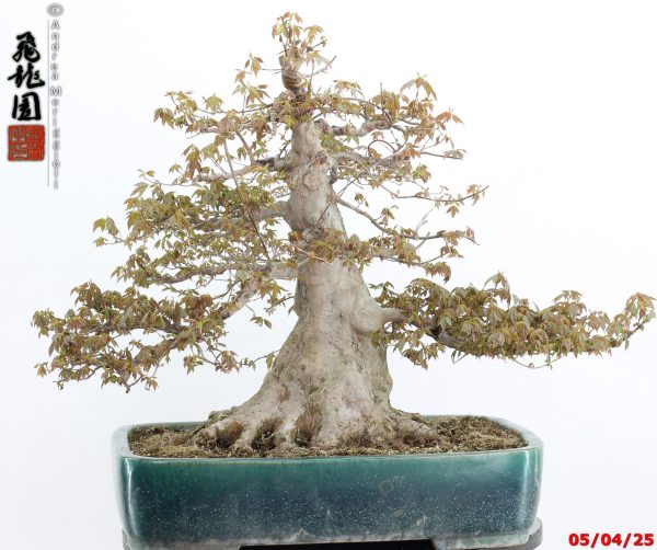 Acer buergerianum - Image 16