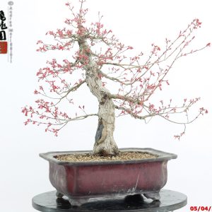 Acer palmatum seigen