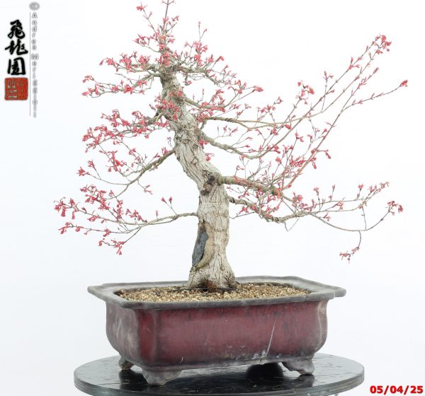 Acer palmatum seigen