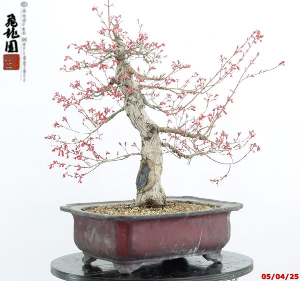 Acer palmatum seigen - immagine 2