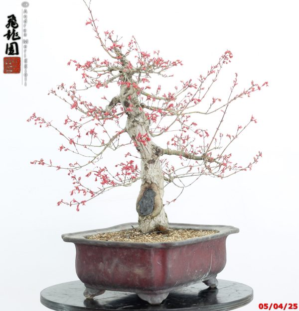 Acer palmatum seigen - immagine 3
