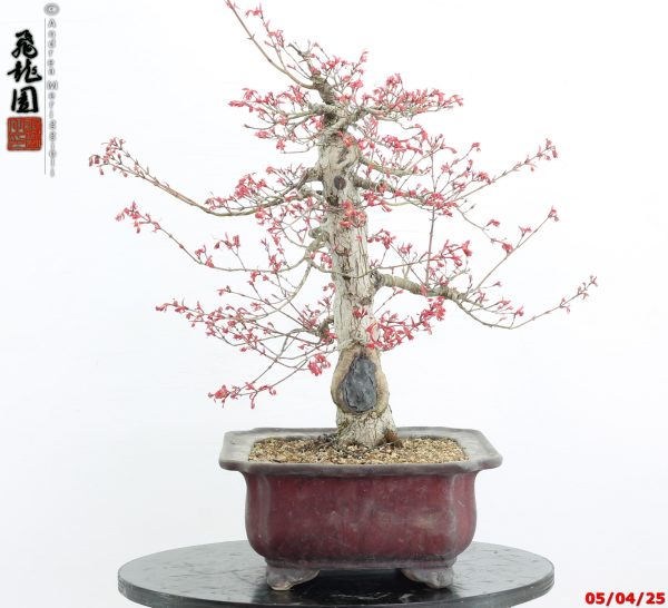 Acer palmatum seigen - immagine 4