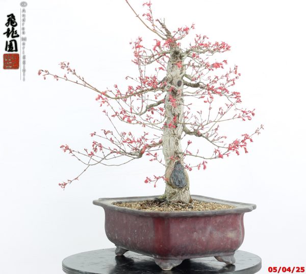 Acer palmatum seigen - immagine 5