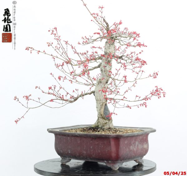 Acer palmatum seigen - immagine 6