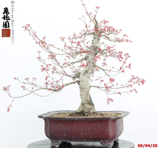 Acer palmatum seigen - immagine 7