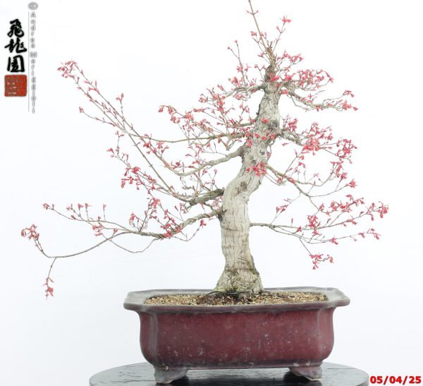 Acer palmatum seigen - immagine 8