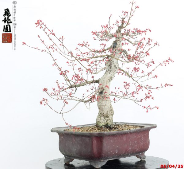 Acer palmatum seigen - immagine 10