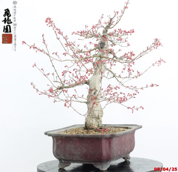 Acer palmatum seigen - immagine 11