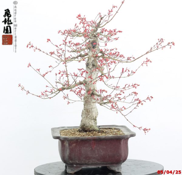 Acer palmatum seigen - immagine 12