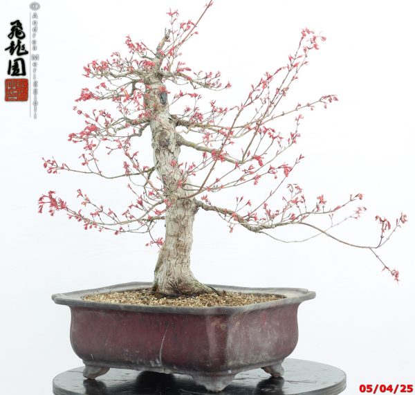 Acer palmatum seigen - immagine 13