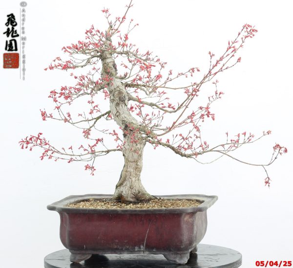 Acer palmatum seigen - immagine 14