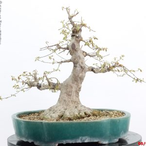 Acer buergerianum