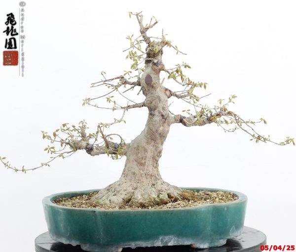 Acer buergerianum