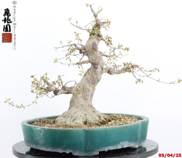 Acer buergerianum - immagine 2