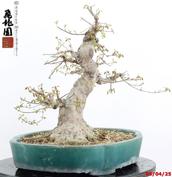 Acer buergerianum - immagine 3