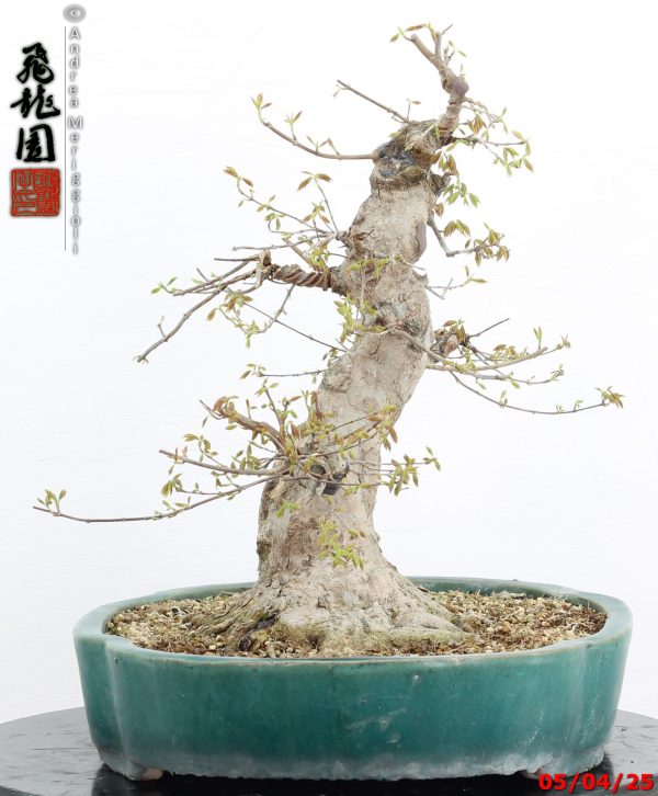 Acer buergerianum - immagine 4