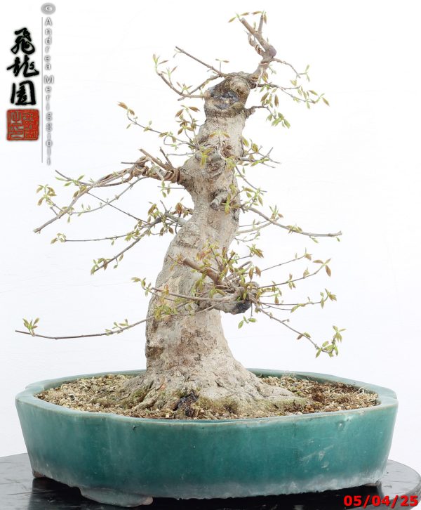 Acer buergerianum - immagine 5