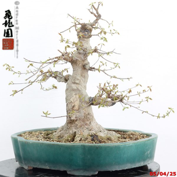 Acer buergerianum - immagine 6