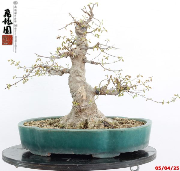Acer buergerianum - immagine 7