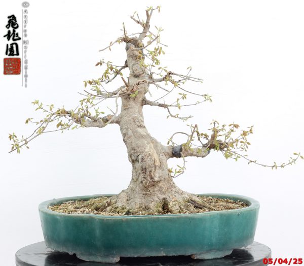 Acer buergerianum - immagine 8