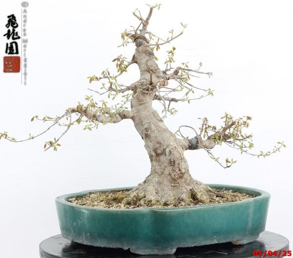 Acer buergerianum - immagine 9