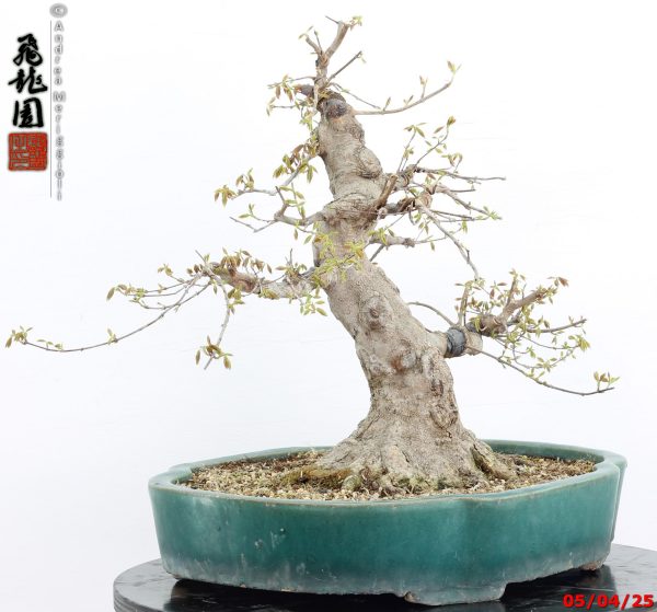 Acer buergerianum - immagine 10