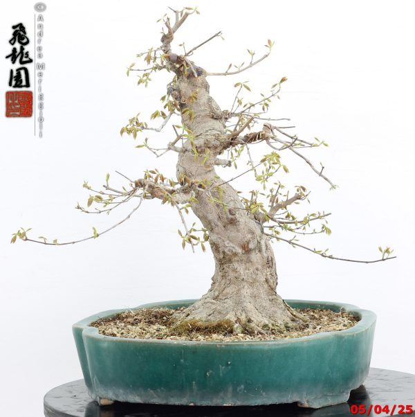 Acer buergerianum - immagine 11