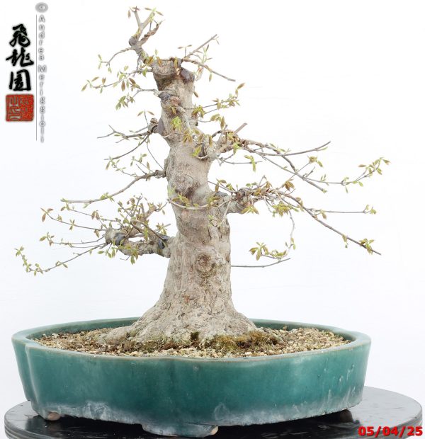 Acer buergerianum - immagine 13