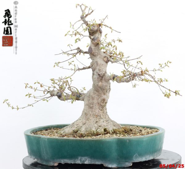 Acer buergerianum - immagine 14