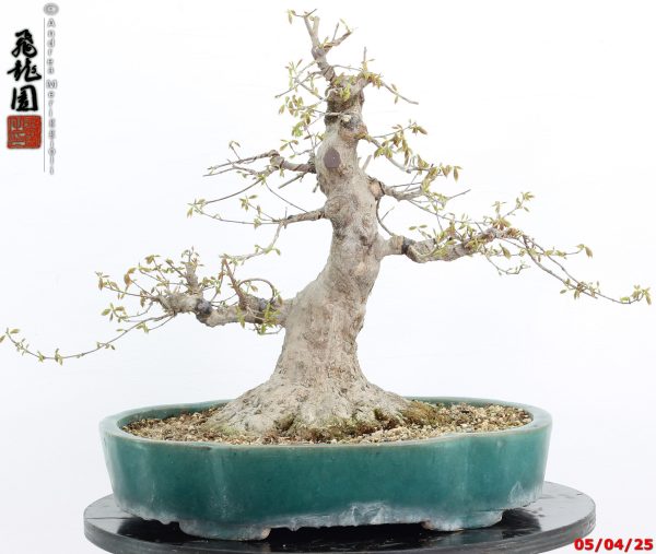 Acer buergerianum - immagine 15