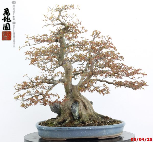 Acer buergerianum