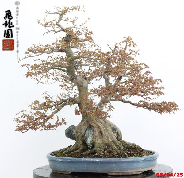 Acer buergerianum - Image 2