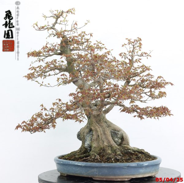 Acer buergerianum - Image 3