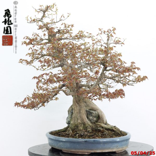 Acer buergerianum - Image 4