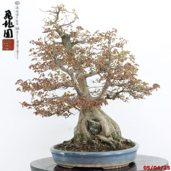 Acer buergerianum - Image 5