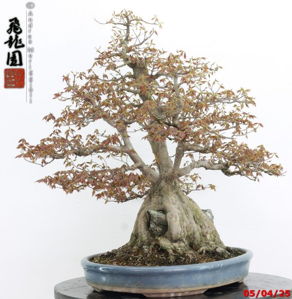 Acer buergerianum - Image 6
