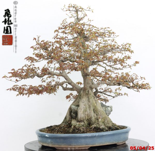 Acer buergerianum - Image 7