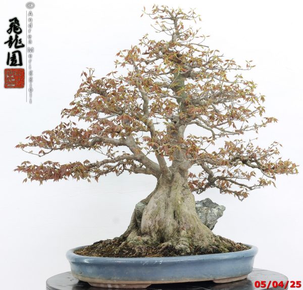 Acer buergerianum - Image 8