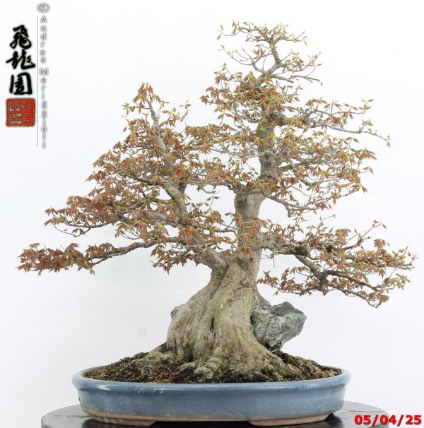 Acer buergerianum - Image 9
