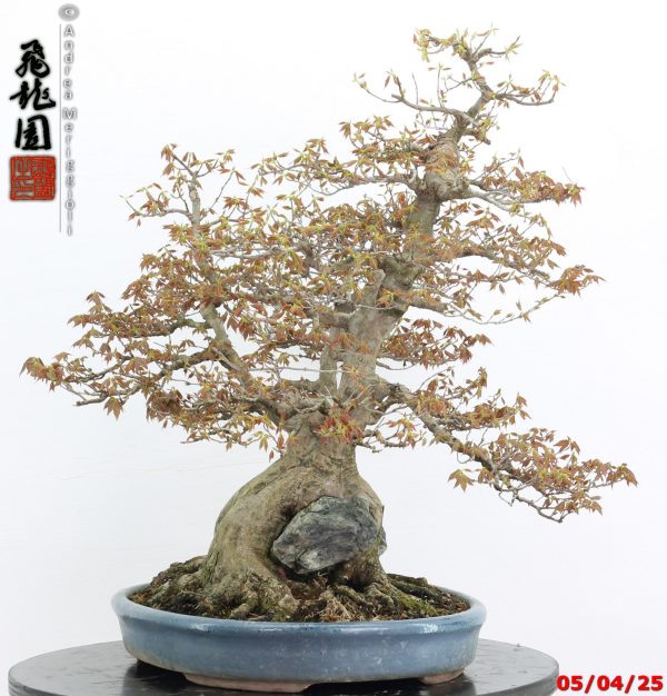Acer buergerianum - Image 10