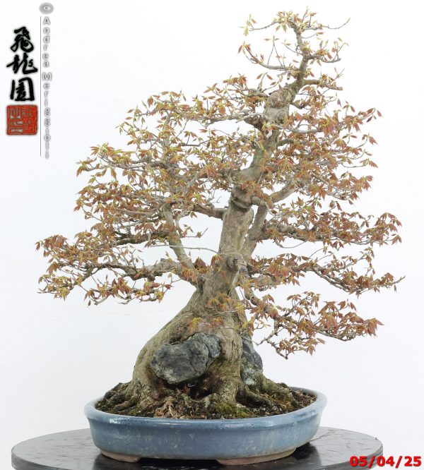 Acer buergerianum - Image 11
