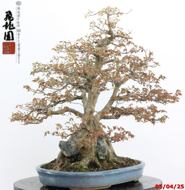Acer buergerianum - Image 12