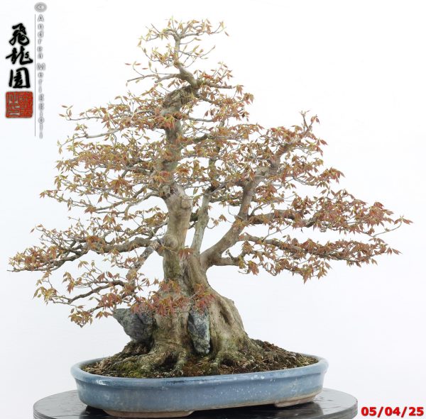 Acer buergerianum - Image 13
