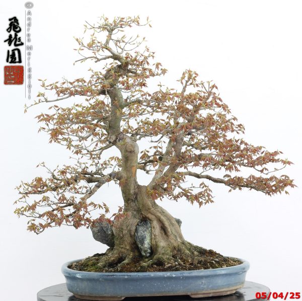 Acer buergerianum - Image 14