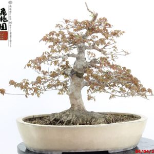 Acer buergerianum