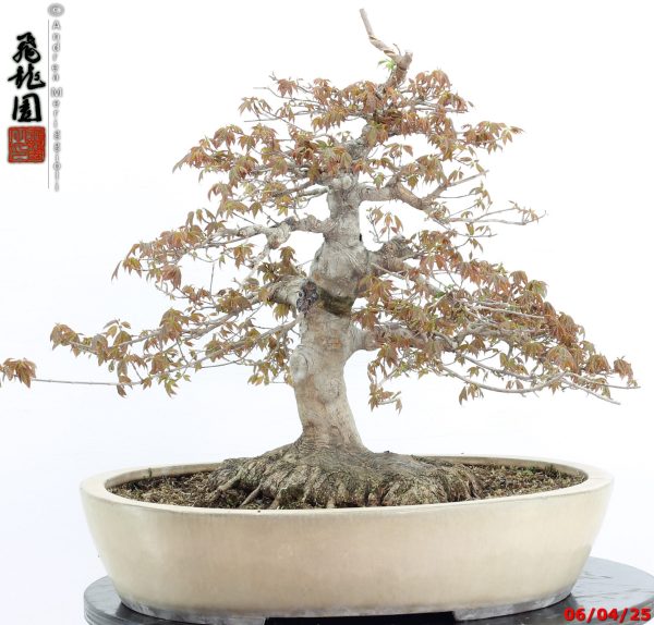Acer buergerianum