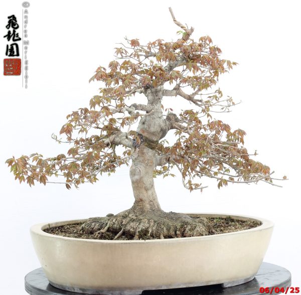 Acer buergerianum - immagine 2