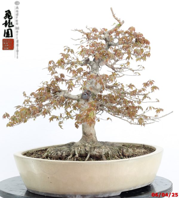 Acer buergerianum - immagine 3