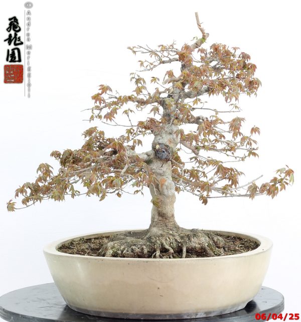 Acer buergerianum - immagine 4