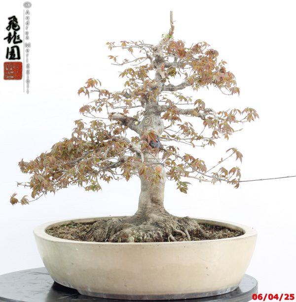 Acer buergerianum - immagine 5